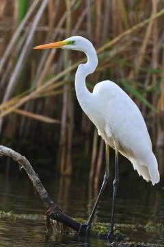 Great white egret Stock Photos