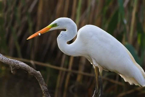 Great white egret Stock Photos