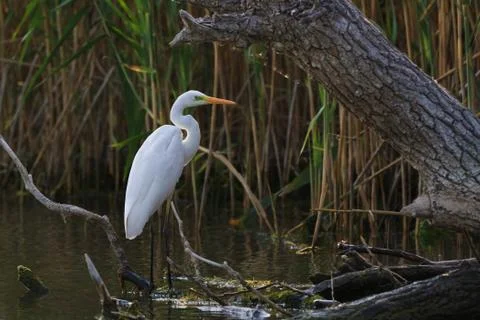 Great white egret Stock Photos