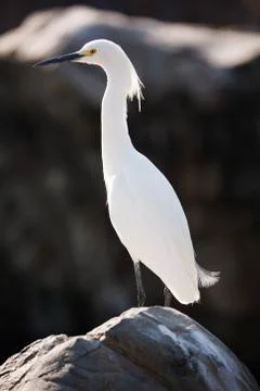 Great white egret Stock Photos