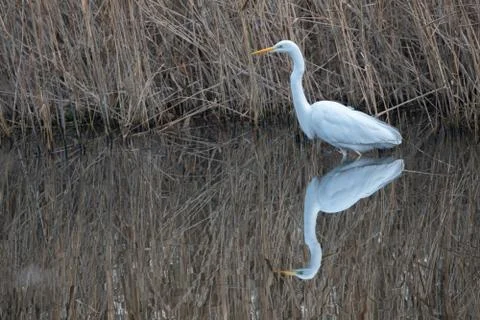 Great white egret reflection Foto stock