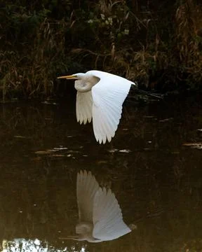 Great White Egret Reflection in Stream Stock Photos