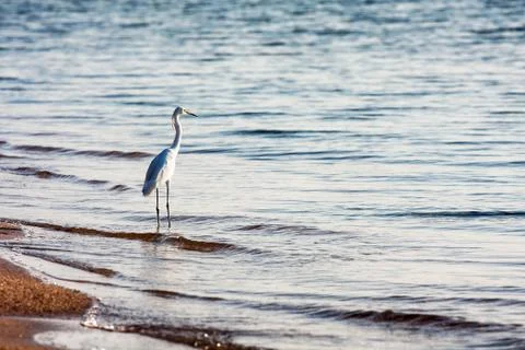 Great white egret in the sea Stock Photos