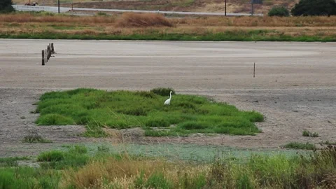 Great White Egret Walking Through Patch Of Green Grass Vídeos de archivo 315193738