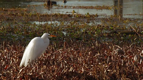 Great white Egret in water - with mating feathers at sunrise Stock Footage 34452374