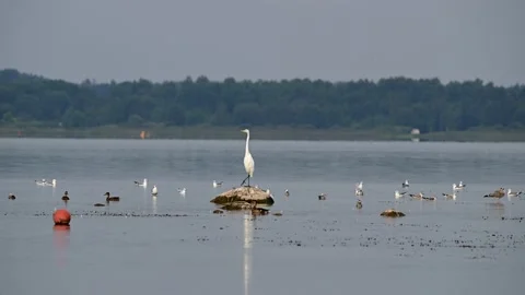 Great White Egret Wetland Latvia 3 4K Stock Footage