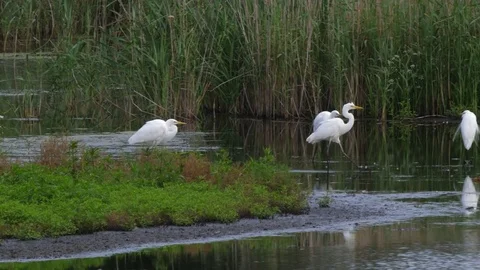 Great white erget Ardea alba small group at rest at edge of reedbed Video stock 82667293