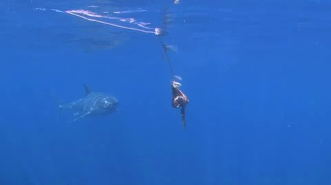 Great White Stock Footage 8848220