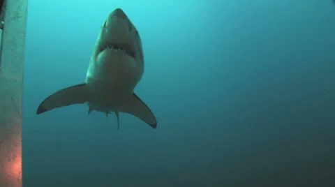 Great White Video stock 8853843