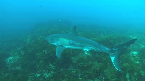 Great White Stock Footage 8853913