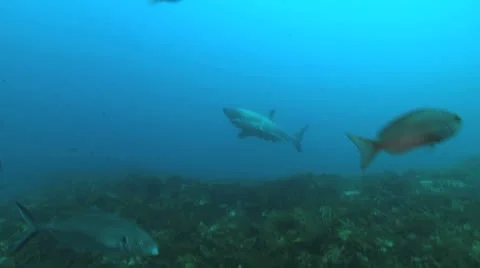 Great White Stock Footage 8854116