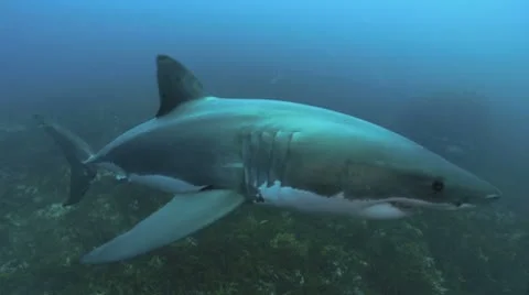Great White Stock Footage