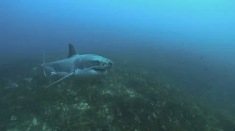 Great White Video stock 8854246
