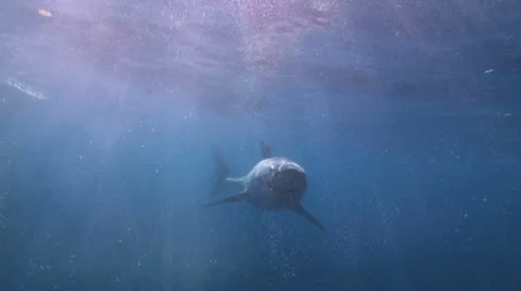 Great White Stock Footage 8856336