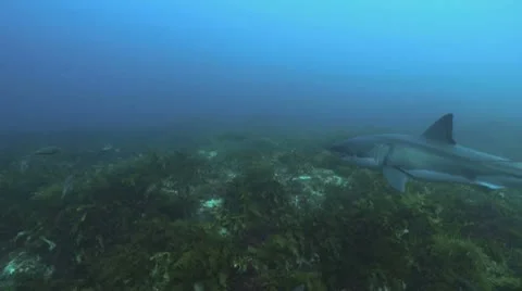 Great White Video stock 8858203