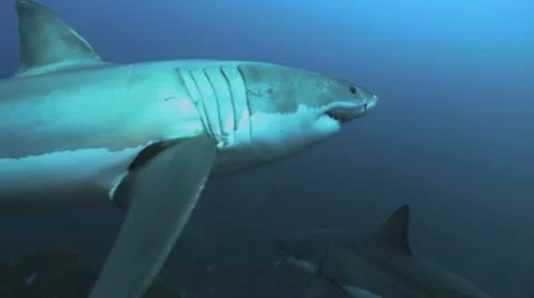 Great White Video stock 8858327