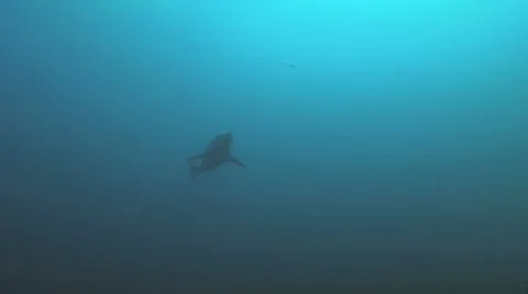 Great White Stock Footage 8858617