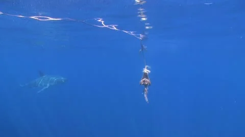 Great White Stock Footage 8859147