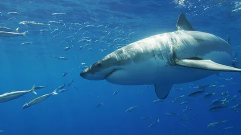 A Great White Glides by the camera Stock Footage 95498451