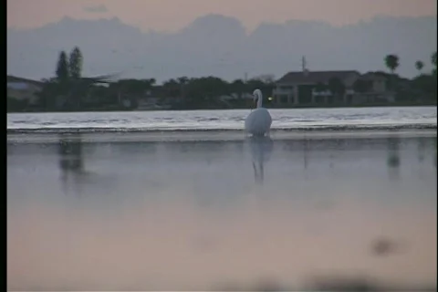 Great White Heron - 1 Stock Footage 445864