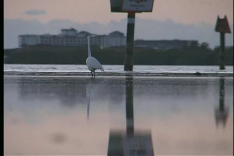 Great White Heron - 2 Stock Footage 445876