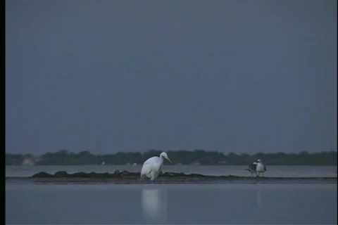 Great White Heron - 3 Stock Footage 445904