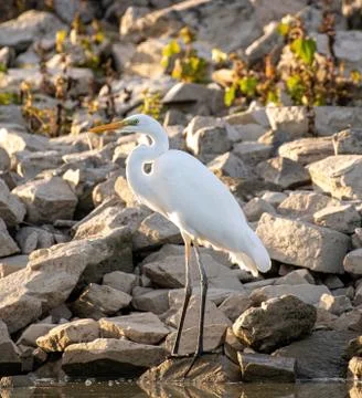 Great white heron (Ardea alba) looking for fish to catch. Stock Photos