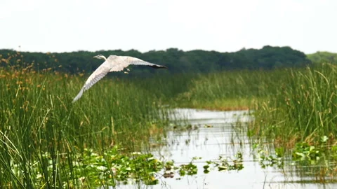 Great White Heron in Flight over Everglades Stock Footage 242744035
