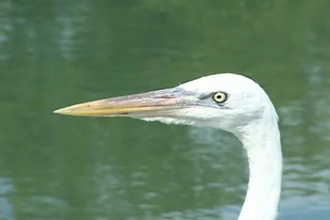 Great White Heron Stock Footage 12628094