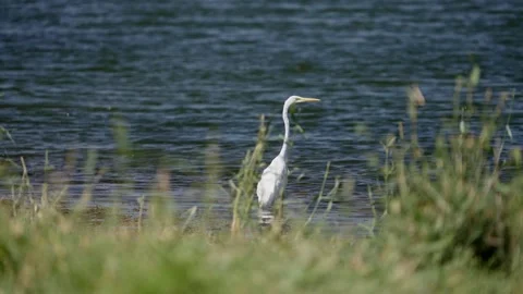 Great white heron or ardea alba in shallow water along the river in search of Stock Footage 219324490