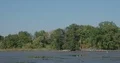 Great white herons and grey herons in muddy pond without water 4k or 4k+ Resolution