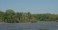 Great white herons and grey herons in muddy pond without water 4k or 4k+ Resolution