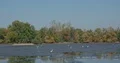 Great white herons and grey herons in muddy pond without water 4k or 4k+ Resolution