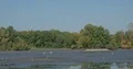 Great white herons and grey herons in muddy pond without water 4k or 4k+ Resolution
