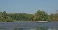 Great white herons and grey herons in muddy pond without water 4k or 4k+ Resolution
