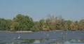 Great white herons and grey herons catching fish in muddy pond without water 4k or 4k+ Resolution