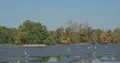 Great white herons and grey herons catching fish in muddy pond without water 4k or 4k+ Resolution