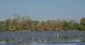 Great white herons and grey herons in muddy pond without water 4k or 4k+ Resolution