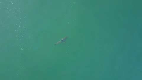 Great White in Ocean Video stock 120458084