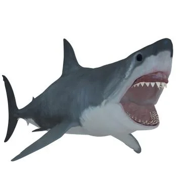 Great white open jaws Stock Illustration