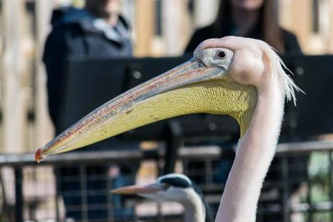 Great white or eastern white pelican, rosy pelican or white pelican, close-up Stock Photos