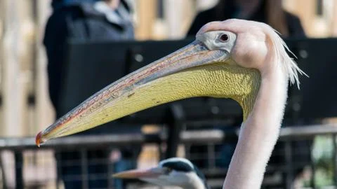 Great white or eastern white pelican, rosy pelican or white pelican, close-up Stock Photos