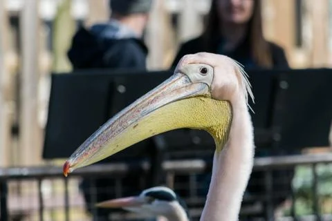 Great white or eastern white pelican, rosy pelican or white pelican, close-up Stock Photos