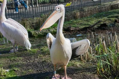 Great white or eastern white pelican, rosy pelican or white pelican, close-up Stock Photos