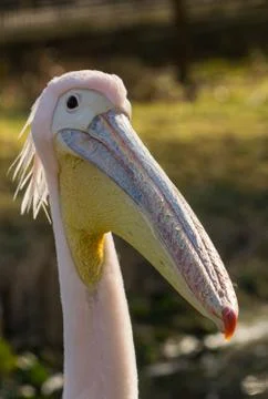 Great white or eastern white pelican, rosy pelican or white pelican, close-up Stock Photos