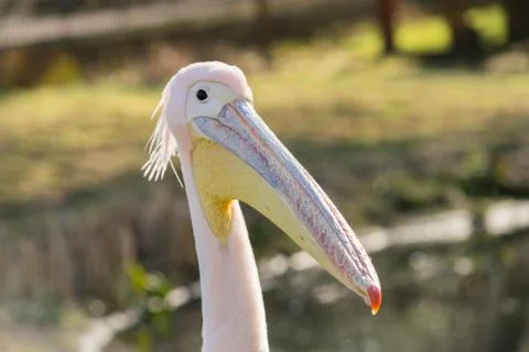 Great white or eastern white pelican, rosy pelican or white pelican, close-up Stock Photos