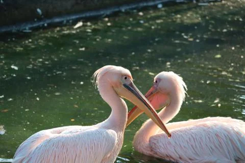 Great white or eastern white pelican Stock Photos