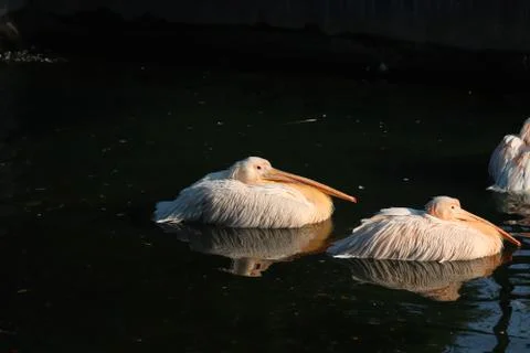 Great white or eastern white pelican, rosy pelican or white pelican is a bird Stock Photos