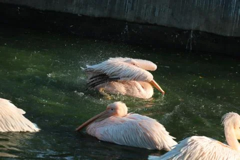 Great white or eastern white pelican, rosy pelican or white pelican is a bird Foto stock