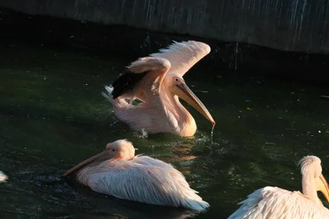 Great white or eastern white pelican, rosy pelican or white pelican is a bird Stock Photos